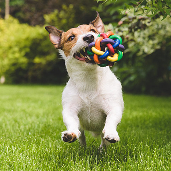 Pet Care